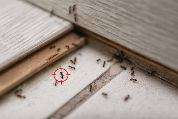 Wasp Removal Services in Pecatonica, IL