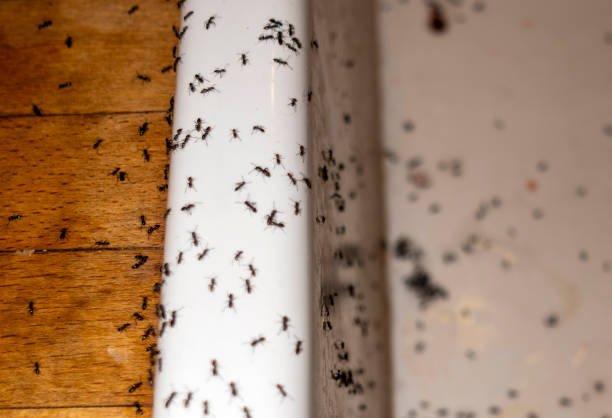 Best Ant Control Services  in Pecatonica, IL